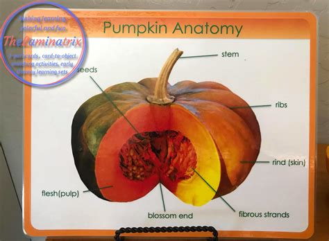 Parts Of A Pumpkin Free Printable Pdf Free - Free Worksheets Printable