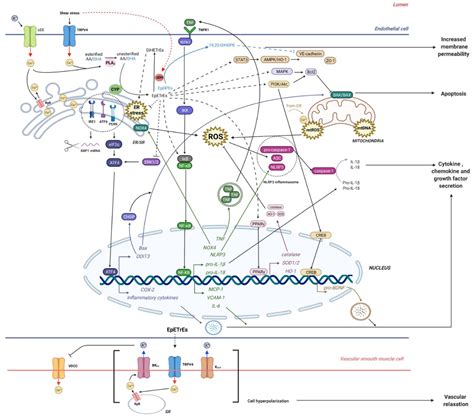Soluble Epoxide Hydrolase and Diabetes Complications