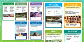 Vertebrates or Invertebrates Photo Cards (teacher made)
