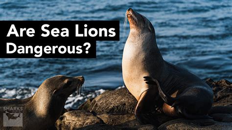 Are Sea Lions Dangerous? - sharksinfo.com