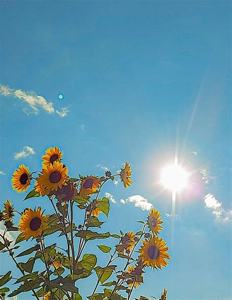 Vibrant Sunflowers Under the Summer Sun