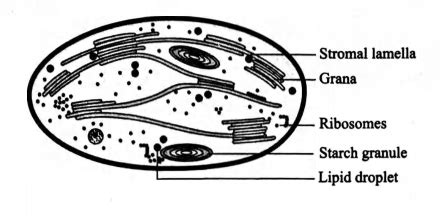 Recognise the figure and find out the correct matching.
