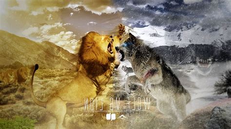 Wolf and Lion Wallpapers - Top Free Wolf and Lion Backgrounds ...