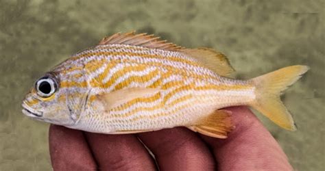 French Grunt | Mexico – Fish, Birds, Crabs, Marine Life, Shells and ...