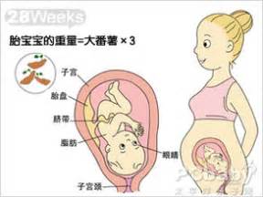 【怀孕28周】怀孕二十八周胎儿图,怀孕28周吃什么、注意什么_亲子百科_太平洋亲子网
