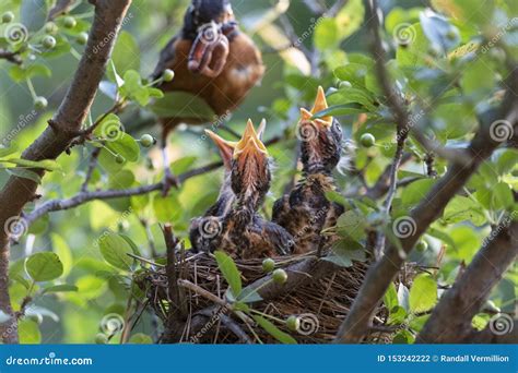 Baby robins in a nest stock photo. Image of nest, hungry - 153242222