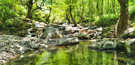 树林里的小溪高清图片下载-正版图片500596702-摄图网