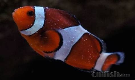 转自己的贴：怎样养好小丑鱼 - 魅力海水 - CTA南美水族