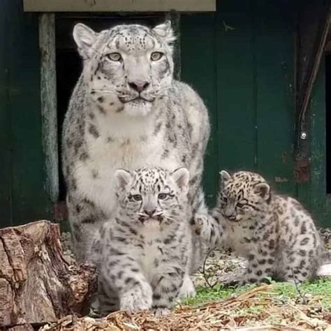 Meet the New Snow Leopard Cubs at Assiniboine Park Zoo!
