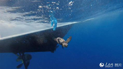 新生小海龟回归大海全程--图片频道--人民网