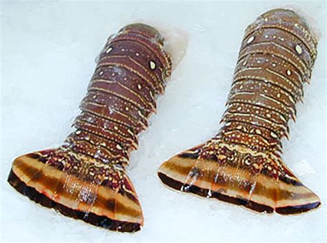 Lobster Tails Market Price at Roy Phillips blog