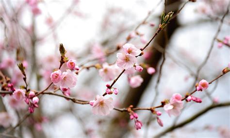 Flower Language Chinese at Zane Bussell blog