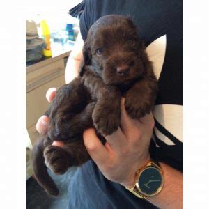 Image result for Cream Cockapoo Adult