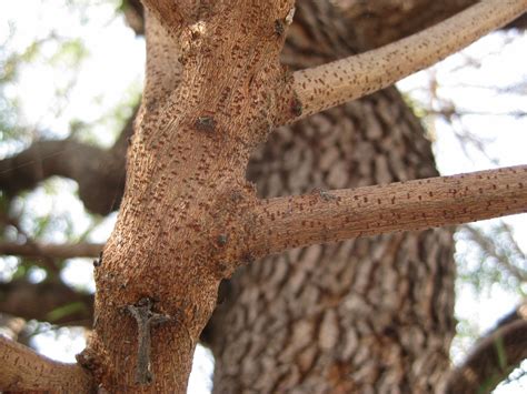 Trees of Santa Cruz County: Rhus lancea - African Sumac