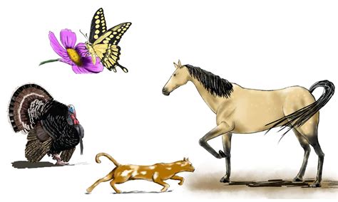 Image result for How to Draw Animals