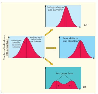 In a population, if individuals with extreme properties die and only ...
