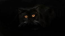 Black Cat Wallpaper by Wallpapers Black Cat Wallpaper Cave Black Cat Wallpaper