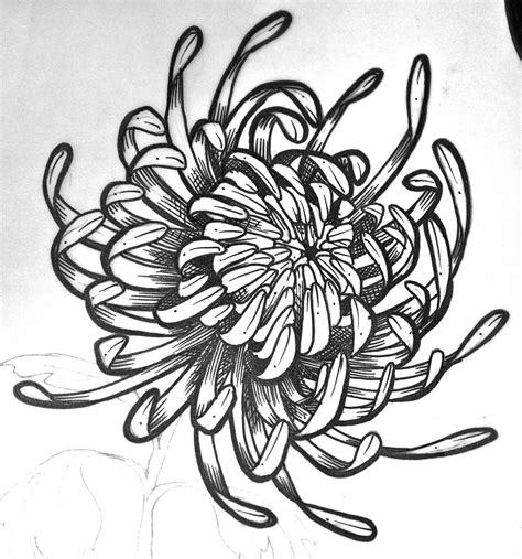 Chrysanthemum Drawing Images | Drawing Skill