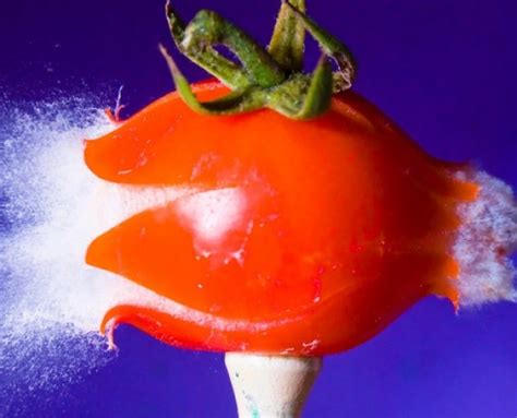 Image result for Exploding Food