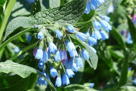 Can Chickens Eat Comfrey: Safe Feeding Guide