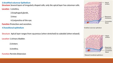Image result for Epithelial Tissue Classification
