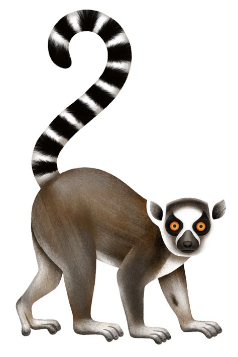 Lemur Fact Sheet: Ring-tailed Lemur – Lemur Conservation Network