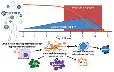 Prevalence of dengue virus, their infection, diagnosis, and challenges
