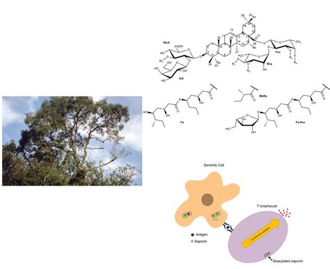 Saponins from Quillaja saponaria and Quillaja brasiliensis: Particular ...
