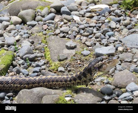 Western Terrestrial Garter Snake (Thamnophis elegans Stock Photo - Alamy