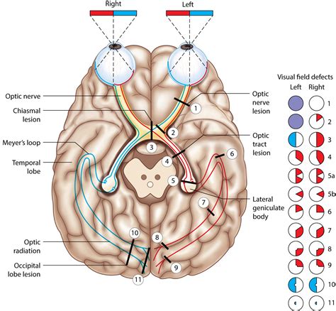 Lateral Geniculate Visual Field