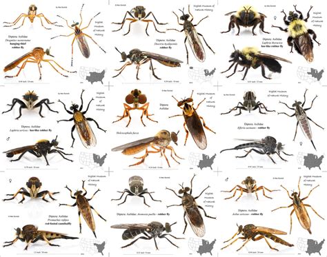 Different Types of Flies and Insects in the Garden
