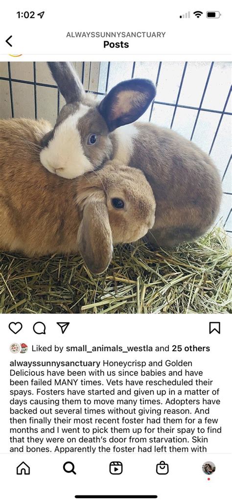 Image result for Life Tree Sapling