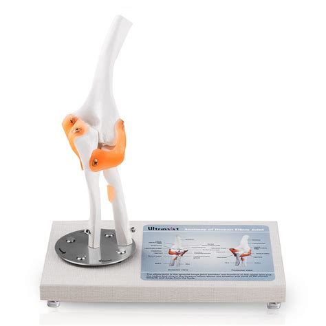 Buy Ultrassist Human Elbow Joint Model with Ligaments, Flexible 1:1 ...