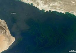 Image result for Arabian Sea 阿拉伯湾
