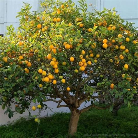 Sweet Lime Fruit Tree 3-6 ft - Sweet Lemon - Sweet Lemon Fruit - Fruit ...