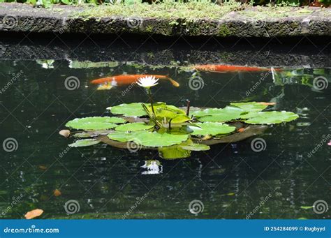 Water Lily Pad Floating on the Water Stock Image - Image of floating ...