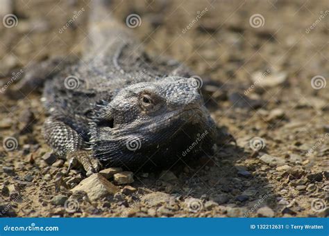 Wild Bearded Dragon Lizard Sunning on a Dirt Road Stock Image - Image ...