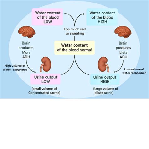 Osmoregulation: Definition, Types & Examples | AESL