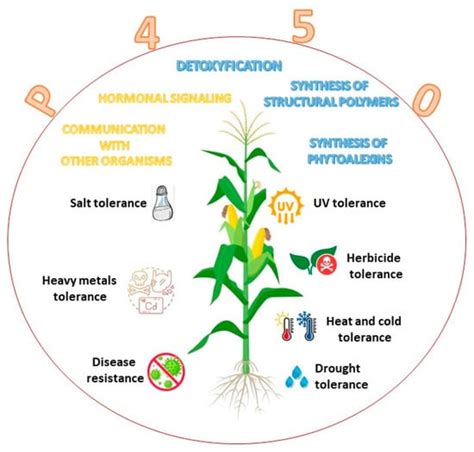 Role of Cytochrome P450 Enzyme in Plant Microorganisms’ Communication ...
