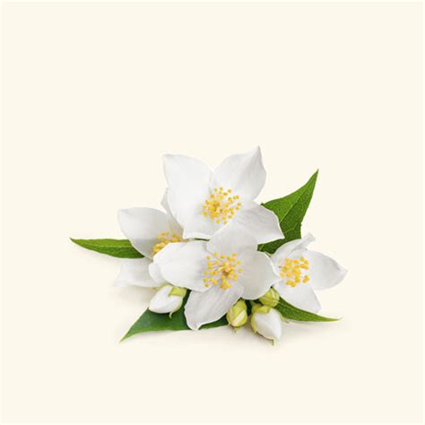 Buy Jasmine Fragrance Oil Online in India | Jasmine Perfume Oil Bulk ...