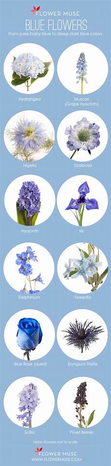 Names Of Blue Flowers For Weddings by Our Favorite Blue Flowers Blue Wedding Flowers Flower Names Of Blue Flowers For Weddings
