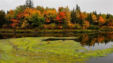 Earth Life 的图像结果