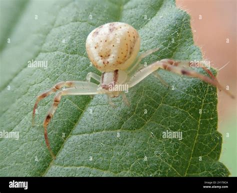 Crab Spiders (Thomisidae) Arachnida Stock Photo - Alamy
