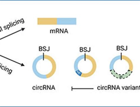 RNA Sequencing Method 的图像结果