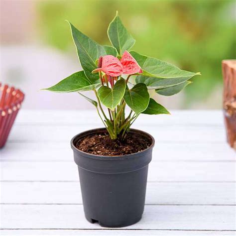 Buy Anthurium (Red) - Plant online from Nurserylive at lowest price.