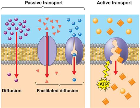 Image result for Diffusion Membrane