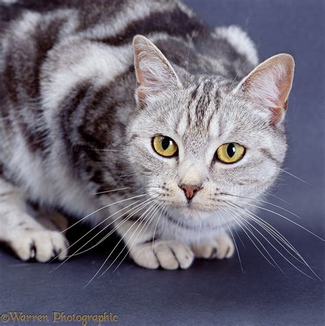 Slightly predatory looking silver tabby cat photo WP02559