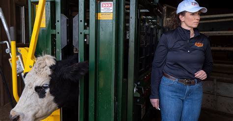 Inside Cattle Processing Plant Video 的图像结果