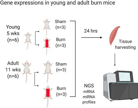 Image result for Pre-Lab Flow Chart