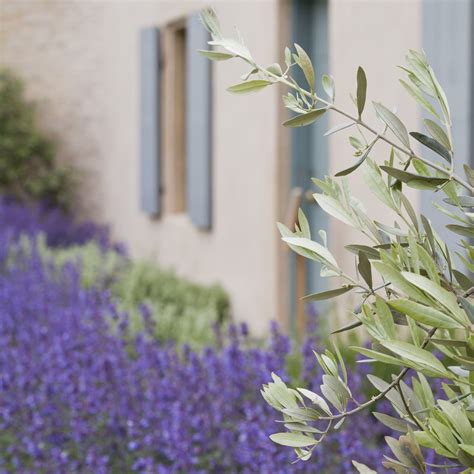 Image result for Install Olive Tree Linux